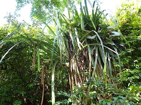 Thatch Screwpine - Pandanus tectorius  Malaysia,Pandanus tectorius,Penang,Thatch Screwpine