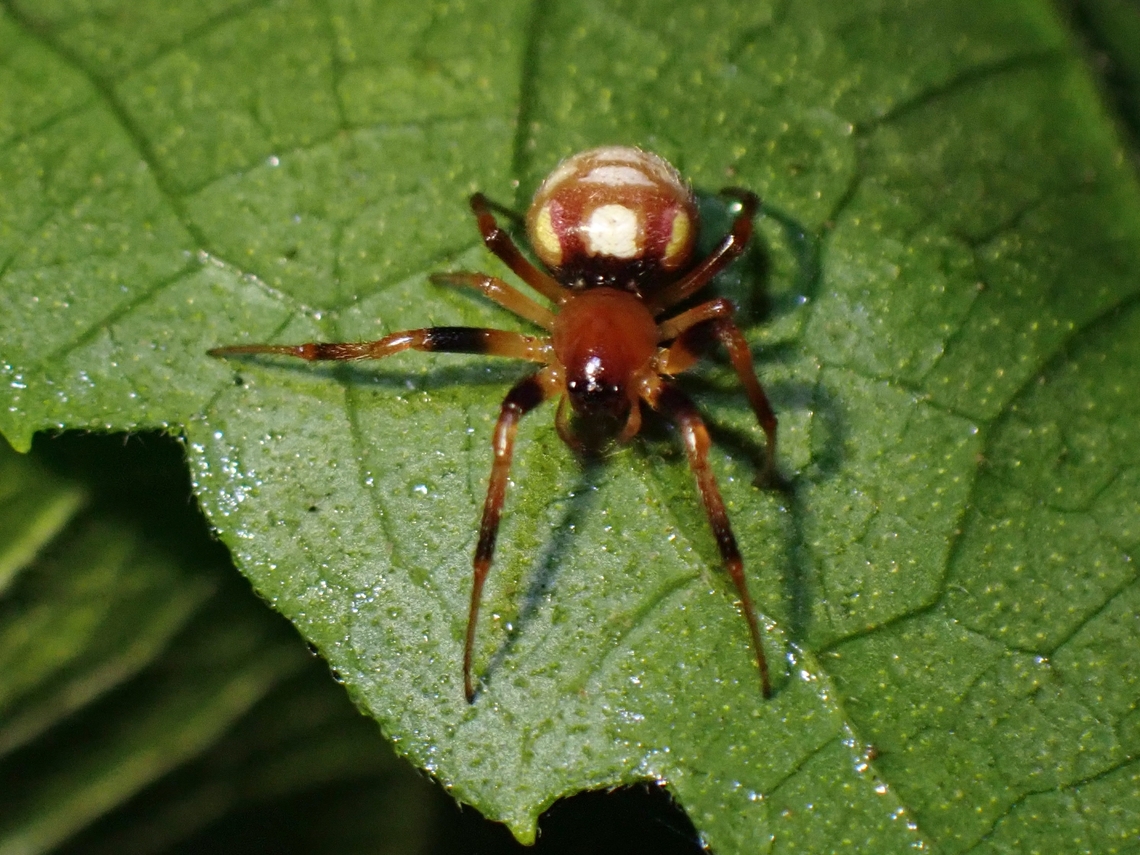 Orbweaver Spider - Singa perpolita  Malaysia,Orbweaver Spider,Penang,Singa perpolita,Spider