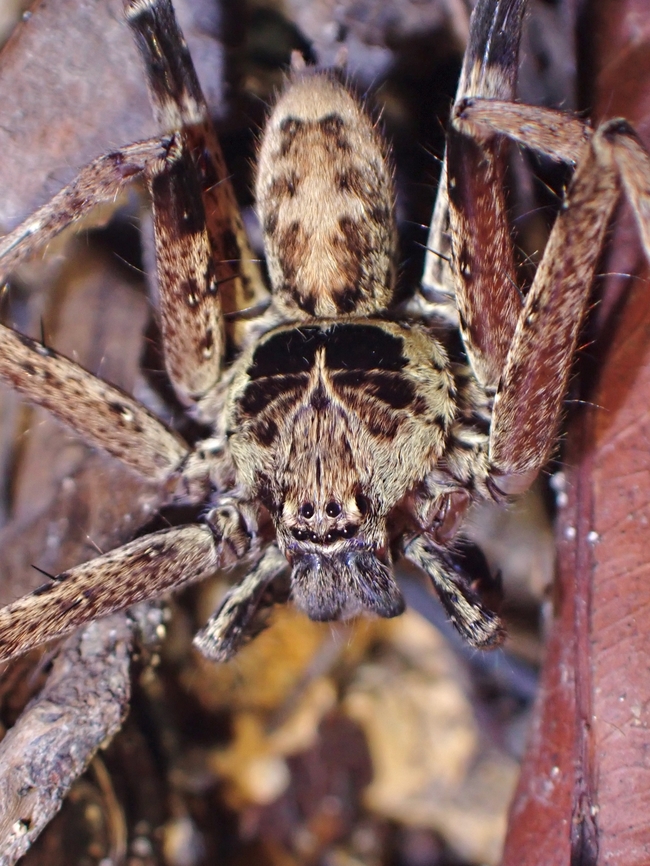 Huntsman Spider - Heteropoda tetrica  Heteropoda tetrica,Huntsman Spider,Malaysia,Penang,Spider