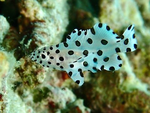 Black & White Juvenile Baramundi Cod, just around 4-5 cm in size.`` Baramundi,Baramundi Cod,Cromileptes altivelis,Fish,Humpback grouper,Malaysia,Sabah
