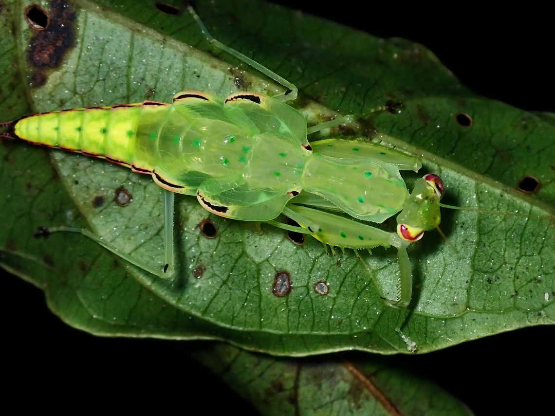 Unique! When I chanced upon this Mantis nymph, probably a sub-adult, I tought this looks rather unique as not only it was small in size but the the colouration/markings of the abdomen makes it looks a bit like Planthopper.  And later on when I was able to get the ID, naturally I tried to look up for more info about this species and was not surprised  that there are hardly any pictures about them and not much is still known about the species.  Furthermore, a local friend who has been frequenting this location for nearly 20 years have never encountered this species before!<br />
<br />
Update, pic of the adult :<br />
<br />
<figure class="photo"><a href="https://www.jungledragon.com/image/139053/praying_mantis_-_epsomantis_tortricoides.html" title="Praying Mantis - Epsomantis tortricoides"><img src="https://s3.amazonaws.com/media.jungledragon.com/images/2994/139053_thumb.jpeg?AWSAccessKeyId=05GMT0V3GWVNE7GGM1R2&Expires=1767225610&Signature=i1Kb5vWxj4CzsGAXaefXrc6pPx0%3D" width="200" height="152" alt="Praying Mantis - Epsomantis tortricoides Saw a tiny nymph and a sub-adult of this Praying Mantis in the same location/vicinity a month before (Jan 2022) this sighting and was pleasantly surprised to find this adult on this trip.<br />
<br />
This is a small size Praying Mantis of around 3 cm and the body is quite translucent.  When it is feeding, food can be seen being passed through the thorax to the abdomen.  Pic using back-lighting to show the translucent body and wings :<br />
<br />
https://www.jungledragon.com/image/139052/rare_beauty.html<br />
<br />
Pic of a sub-adult :<br />
<br />
https://www.jungledragon.com/image/128999/unique.html Epsomantis,Epsomantis tortricoides,Malaysia,Mantis,Praying Mantis,Sabah" /></a></figure><br />
<br />
<section class="video"><iframe width="448" height="282" src="https://www.youtube-nocookie.com/embed/tzhrv85iriY?hd=1&autoplay=0&rel=0" frameborder="0" allowfullscreen></iframe></section> Epsomantis,Epsomantis tortricoides,Malaysia,Mantis,Praying Mantis,Sabah