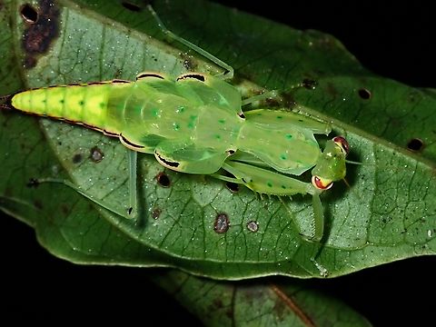 Unique! When I chanced upon this Mantis nymph, probably a sub-adult, I tought this looks rather unique as not only it was small in size but the the colouration/markings of the abdomen makes it looks a bit like Planthopper.  And later on when I was able to get the ID, naturally I tried to look up for more info about this species and was not surprised  that there are hardly any pictures about them and not much is still known about the species.  Furthermore, a local friend who has been frequenting this location for nearly 20 years have never encountered this species before!

Update, pic of the adult :

https://www.jungledragon.com/image/139053/praying_mantis_-_epsomantis_tortricoides.html

https://www.youtube.com/watch?v=tzhrv85iriY Epsomantis,Epsomantis tortricoides,Malaysia,Mantis,Praying Mantis,Sabah