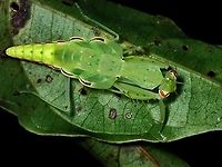 Unique! When I chanced upon this Mantis nymph, probably a sub-adult, I tought this looks rather unique as not only it was small in size but the the colouration/markings of the abdomen makes it looks a bit like Planthopper.  And later on when I was able to get the ID, naturally I tried to look up for more info about this species and was not surprised  that there are hardly any pictures about them and not much is still known about the species.  Furthermore, a local friend who has been frequenting this location for nearly 20 years have never encountered this species before!<br />
<br />
Update, pic of the adult :<br />
<br />
https://www.jungledragon.com/image/139053/praying_mantis_-_epsomantis_tortricoides.html<br />
<br />
https://www.youtube.com/watch?v=tzhrv85iriY Epsomantis,Epsomantis tortricoides,Malaysia,Mantis,Praying Mantis,Sabah