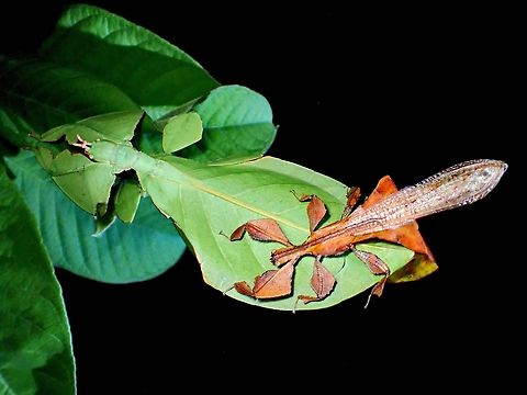 Pair of Leaves A mating pair of Leaf Insects - Pulchriphyllium bioculatum, this is likely an older male as they tends to turn brownish from initial green immediately after moulting to adult. Gray's Leaf Insect,Leaf Insect,Malaysia,Penang,Phasmatodea,Phasmid,Pulchriphyllium bioculatum