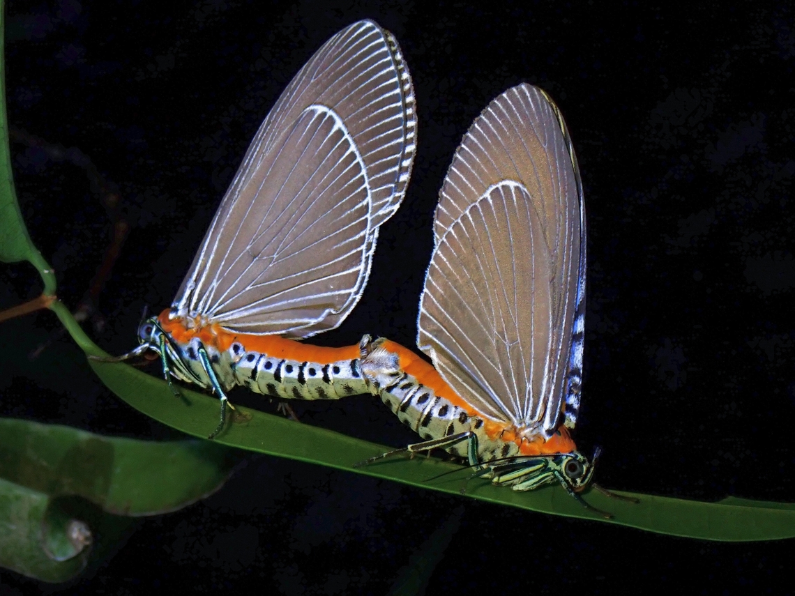 Pairing Snouted Tiger Moths  Euplocia membliaria,Malaysia,Moth,Penang,Snouted Tiger Moth