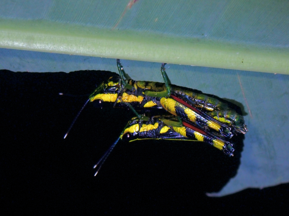 Spur-Throated Grasshoppers - Tauchira polychroa  Grasshopper,Malaysia,Penang,Spur-Throated Grasshopper,Tauchira polychroa