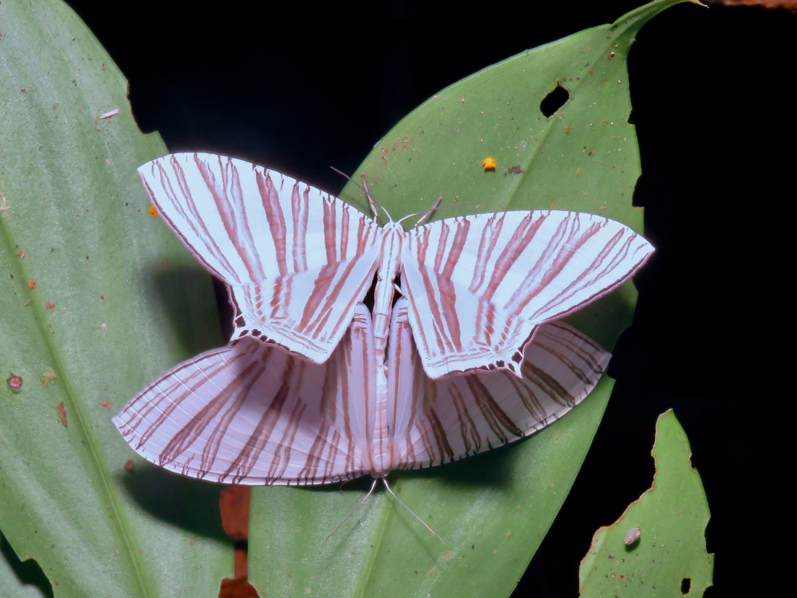 Pair of Swallows Mating pair of Swallowtail Moths - Pseudomicronia bundutuhan Malaysia,Moth,Penang,Pseudomicronia bundutuhan,Swallowtail Moth