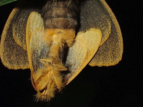 Hanging! Male Tussock Moth - Nygmia xanthomela, hanging chill while mating :D Malaysia,Moth,Nygmia xanthomela,Penang,Tussock Moth