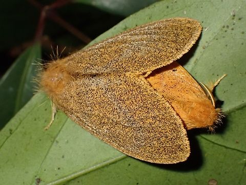 Mating Tussock Moths - Nygmia xanthomela  Malaysia,Moth,Nygmia xanthomela,Penang,Tussock Moth