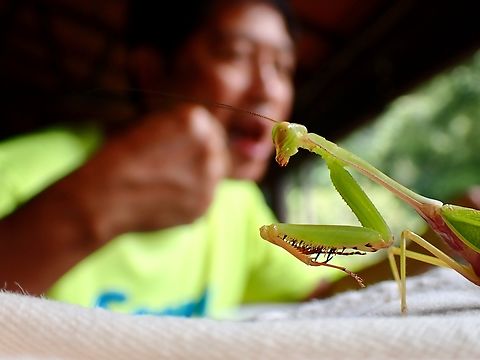 Served Rare! This Praying Mantis visited our dining table while we were having lunch.  My friend was busy eating or very hungry after a long photo hike in the morning and didn't bother to take pics of this Mantis.

It looks like most 'common Giant Asian Mantis' but I decided to take some fun shots of it.  Turns out this species is 'rarely' documented, probably not a rare species but often overlooked. Hierodula rufomaculata,Malaysia,Mantis,Praying Mantis,Sabah