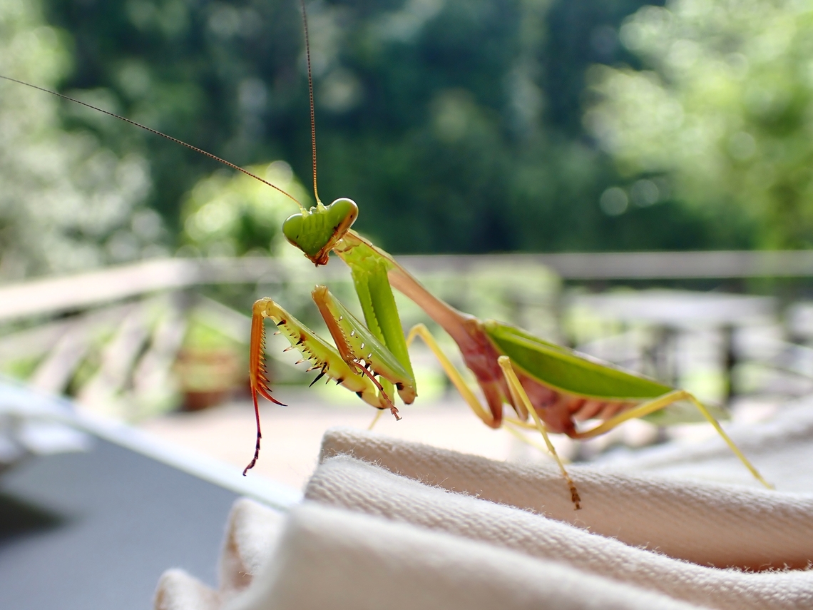 What's for lunch? Praying Mantis joining us for lunch :D Hierodula rufomaculata,Malaysia,Mantis,Praying Mantis,Sabah