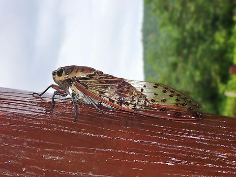 6pm Alarm Clock! This species is the largest Cicada from Borneo Island and is possibly the loudest too.
It is also fondly called by locals, the 6pm Cicada as usually just after 6pm, you can't miss the sounds they make if they are around the area. Cicada,Malaysia,Megapomponia merula,Sabah,Tawau
