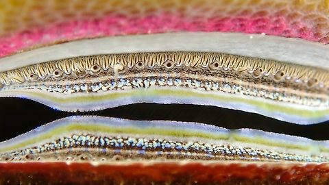 Yummy Appetizer  Anilao,Batangas,Irisdescent Scallop,Pedum spondyloideum,Philippines,Scallop
