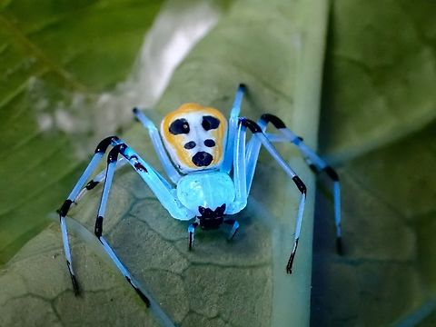 Puppy Blues! This Crab Spider from the genus Platythomisus looks a bit similar to Platythomisus octomaculatus, but it has less spots on the abdomen and the legs is more segmented.  The spots on the abdomen looks like a puppy face.

According to Spiderman @ChunXingWong, this is still a yet to be described species, which he would love to see one personally :D

The white parts of the spider, except the abdomen glows slightly under UV light. Crab Spider,Malaysia,Penang,Platythomisus,Platythomisus sp,Spider,Ultra Violet Light