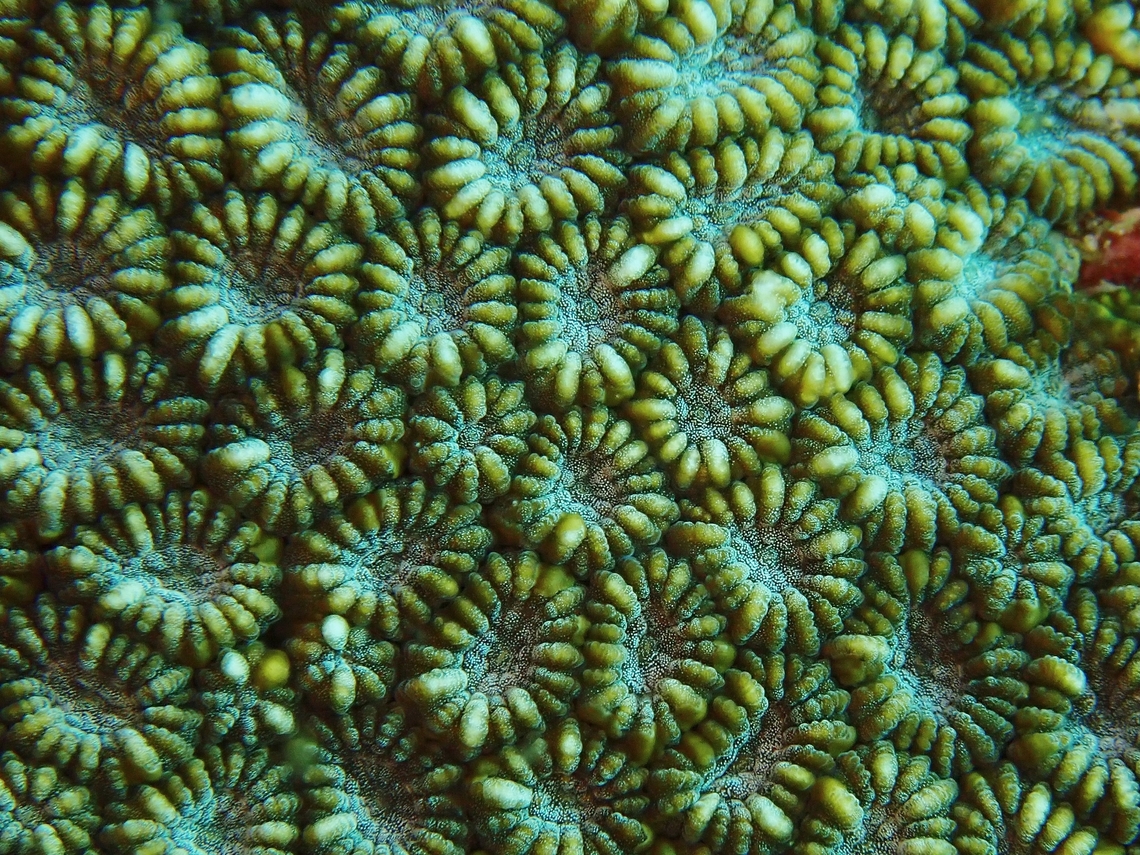 Stony Corals - Favites colemani This Stony Corals - Favites colemani is listed as Near Threatened under the IUCN Red List Anilao,Batangas,Corals,Favites colemani,Philippines,Stony Corals