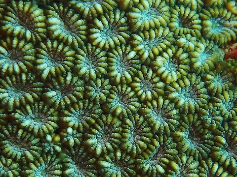 Stony Corals - Favites colemani This Stony Corals - Favites colemani is listed as Near Threatened under the IUCN Red List Anilao,Batangas,Corals,Favites colemani,Philippines,Stony Corals
