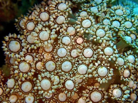 Flowerpot Corals - Goniopora albiconus This Flowerpot Corals - Goniopora albiconus is actually Stony Corals but when their polyps are opened, they looks like flowers and soft corals.  This species is listed as Vulnerable in the IUCN Red List.  Anilao,Batangas,Corals,Flowerpot coral,Goniopora albiconus,Philippines,Stony Corals