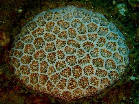 False Pillow Corals - Pseudosiderastrea tayamai This False Pillow Corals - Pseudosiderastrea tayamai is listed as Near Threatened under the IUCN Red List.       Anilao,Batangas,Corals,False Pillow Corals,Philippines,Pseudosiderastrea tayamai,Stony Corals