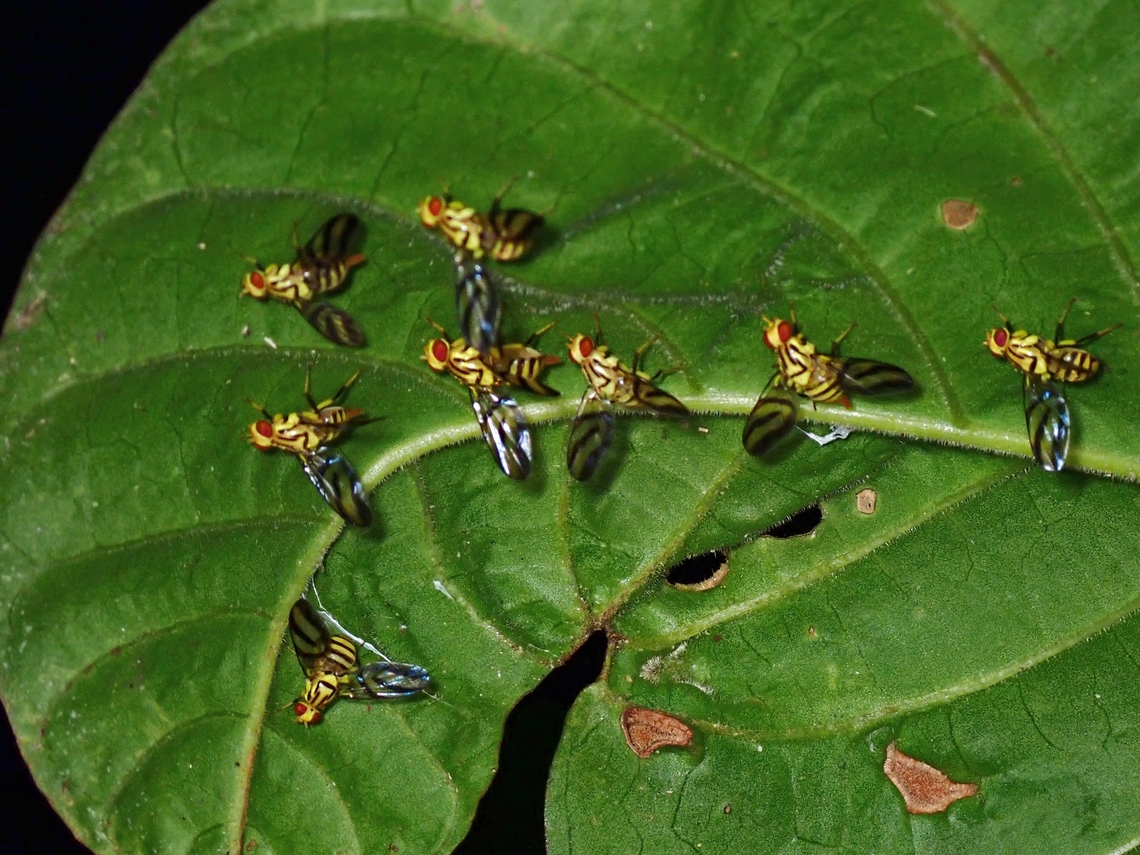 Fruit Flies - Tritaeniopteron flavifacies  Anilao,Batangas,Flies,Fruit Flies,Philippines,Tritaeniopteron flavifacies
