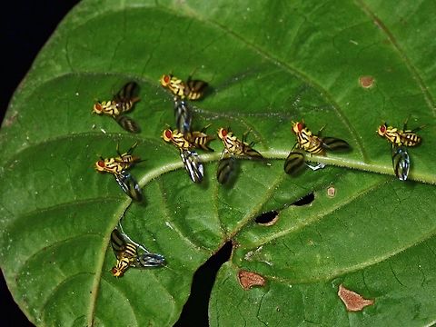 Fruit Flies - Tritaeniopteron flavifacies  Anilao,Batangas,Flies,Fruit Flies,Philippines,Tritaeniopteron flavifacies