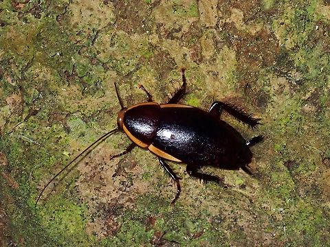 Darkling Cockroach - Dorylaea brunneri  Anilao,Batangas,Cockroach,Darkling Cockroach,Dorylaea brunneri,Philippines