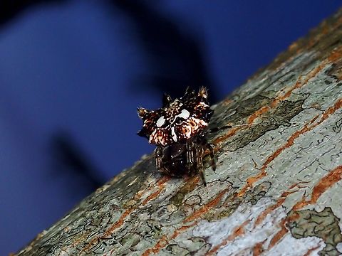 Two-Spotted Spiny Spider - Thelacantha brevispina A very widely distributed species of Spider, saw it in Tahiti and Malaysia and now Philippines. Anilao,Batangas,Orbweaver Spider,Philippines,Spider,Thelacantha,Thelacantha brevispina,Two-Spotted Spiny Spider