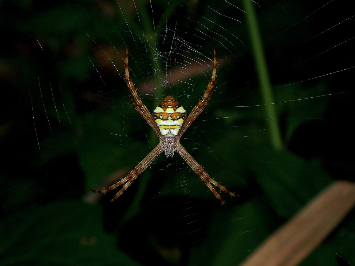 Multi-Coloured St. Andrew's Cross Spider - Argiope intricata  Anilao,Argiope intricata,Batangas,Multi-Coloured St. Andrew's Cross Spider,Orbweaver Spider,Philippines,Spider