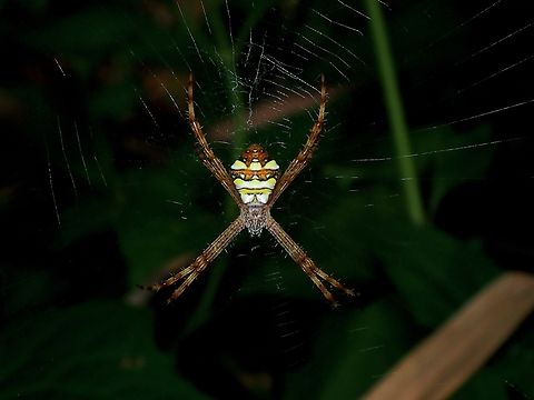 Argiope intricata