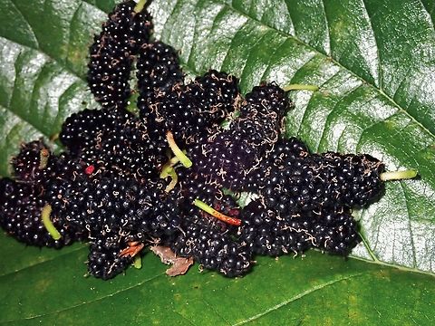 Black Mulberry - Morus nigra Surprising a tasty fruit, but leaves stains on your finger and mouth after eating it.
My local friends mentioned that it is also used as natural fruit colourings. Anilao,Batangas,Black Mulberry,Fruits,Morus nigra,Philippines