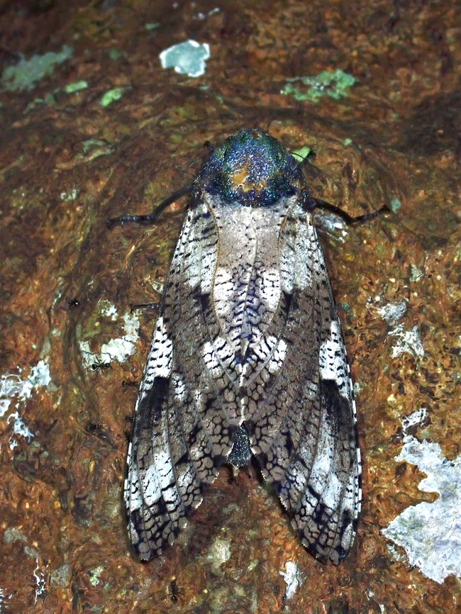Leopard Moth - Xyleutes strix  Anilao,Batangas,Leopard Moth,Moth,Philippines,Xyleutes strix