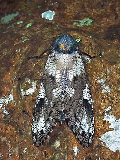 Leopard Moth - Xyleutes strix  Anilao,Batangas,Leopard Moth,Moth,Philippines,Xyleutes strix