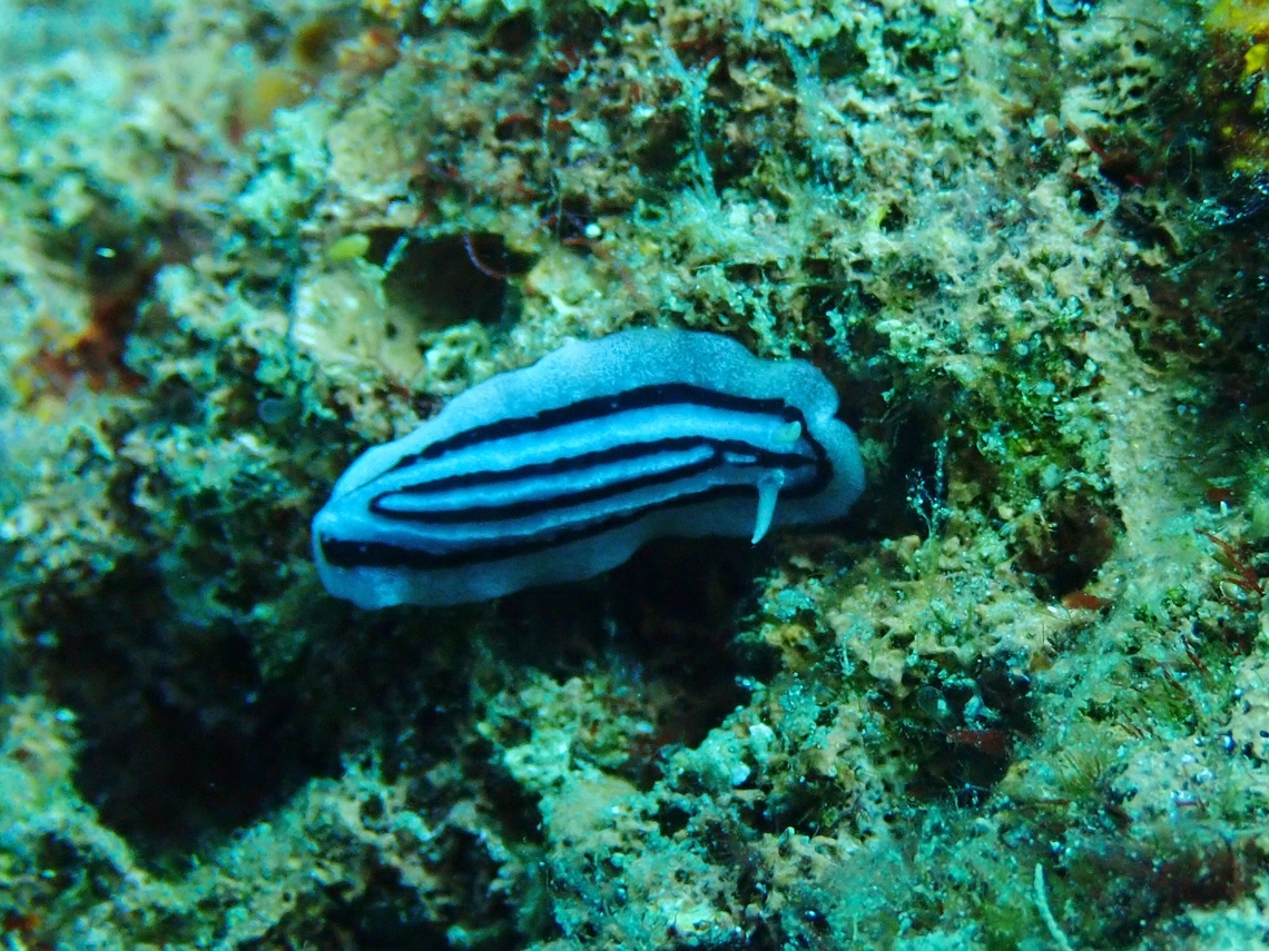 Striped Phyllidiopsis - Phyllidiopsis xishaensis          Anilao,Batangas,Nudibranch,Philippines,Phyllidiopsis xishaensis,Striped Phyllidiopsis