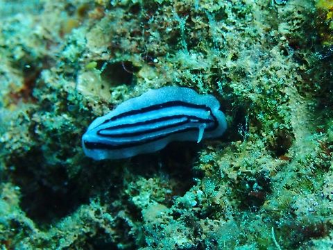 Striped Phyllidiopsis - Phyllidiopsis xishaensis Anilao,Batangas,Nudibranch,Philippines,Phyllidiopsis xishaensis,Striped Phyllidiopsis