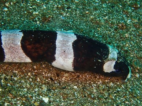 Banded Snake Eel - Myrichthys colubrinus         Anilao,Banded Snake Eel,Batangas,Myrichthys colubrinus,Philippines,Snake Eel