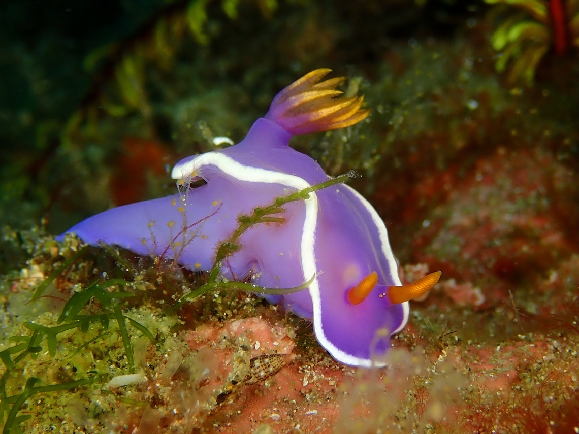 Nudibranch - Hypselodoris variobranchia      Anilao,Batangas,Hypselodoris variobranchia,Nudibranch,Philippines