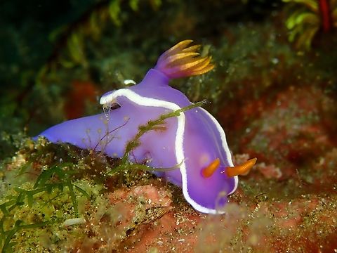 Nudibranch - Hypselodoris variobranchia Anilao,Batangas,Hypselodoris variobranchia,Nudibranch,Philippines