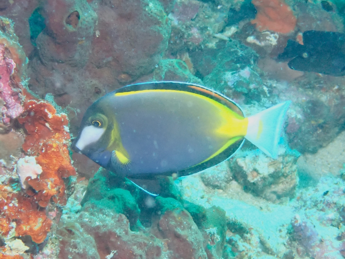 Japanese Surgeonfish - Acanthurus japonicus  Acanthurus japonicus,Anilao,Batangas,Fish,Japanese Surgeonfish,Philippines,Surgeonfish