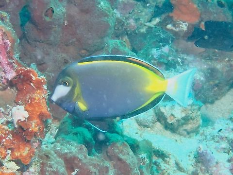 Japanese Surgeonfish - Acanthurus japonicus  Acanthurus japonicus,Anilao,Batangas,Fish,Japanese Surgeonfish,Philippines,Surgeonfish