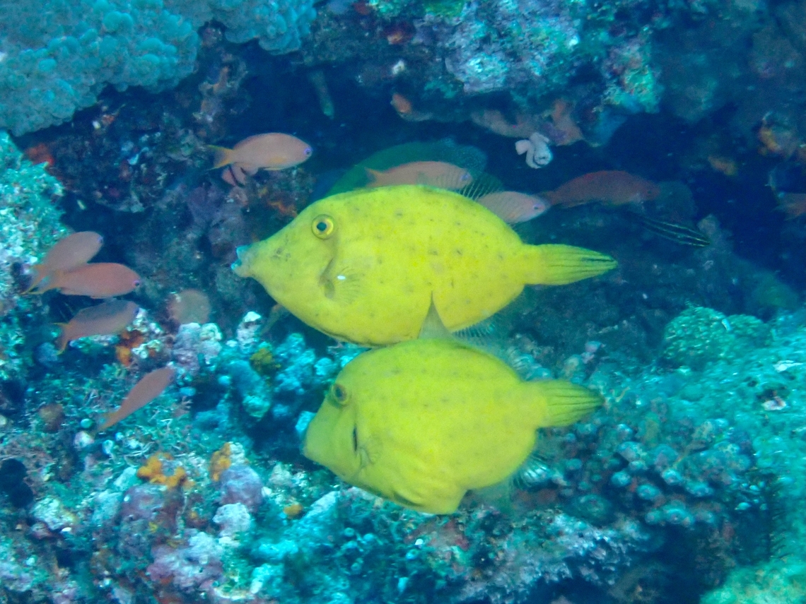 Waxy Filefish - Cantherhines cerinus Surprisingly, this species of Filesfish is seldom photographed. Anilao,Batangas,Cantherhines cerinus,Filefish,Fish,Philippines,Waxy Filefish