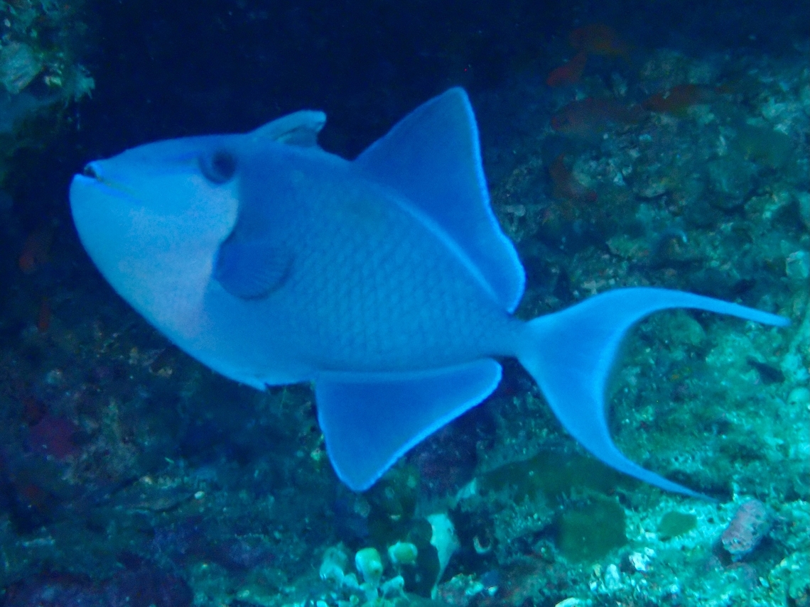 Redtooth Triggerfish - Odonus niger  Anilao,Batangas,Fish,Odonus niger,Philippines,Redtoothed triggerfish,Triggerfish
