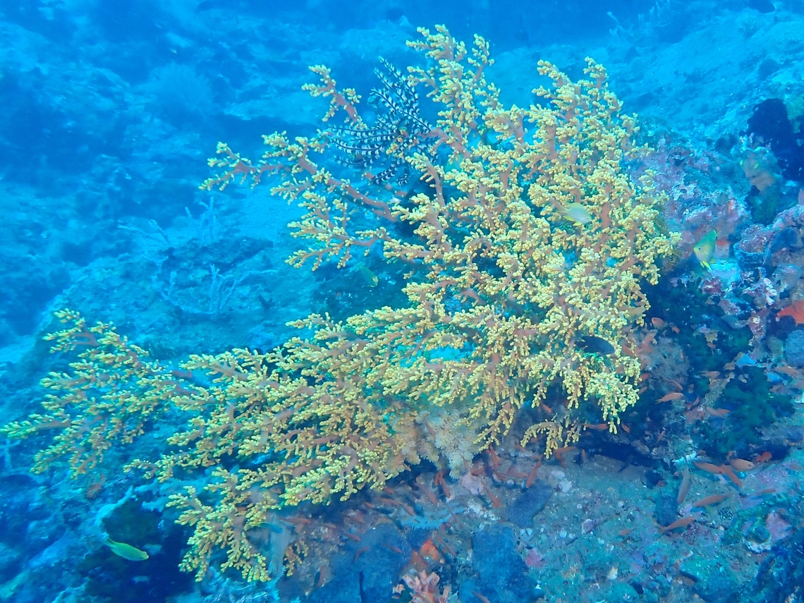 Cherry Blossom Coral - Siphonogorgia godeffroyi  Anilao,Batangas,Cherry Blossom Coral,Corals,Philippines,Siphonogorgia godeffroyi,Soft Corals