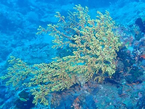 Cherry Blossom Coral - Siphonogorgia godeffroyi  Anilao,Batangas,Cherry Blossom Coral,Corals,Philippines,Siphonogorgia godeffroyi,Soft Corals