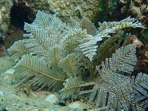 Stinging Hydroid - Pachyrhynchia cuppressina This Stinging Hydroids can cause serious issues for divers who accidentally brushed against them as they not only stings, but the stings may cause rashes that may last a few weeks and even after recovery may reappears after a few weeks.

However, they also host some interesting macro critters, including Nudibranch, Shrimps and Crabs making some Underwater Macro Photographers braving the risk of getting sting! Anilao,Batangas,Hydroid,Pachyrhynchia cuppressina,Philippines,Stinging Hydroid