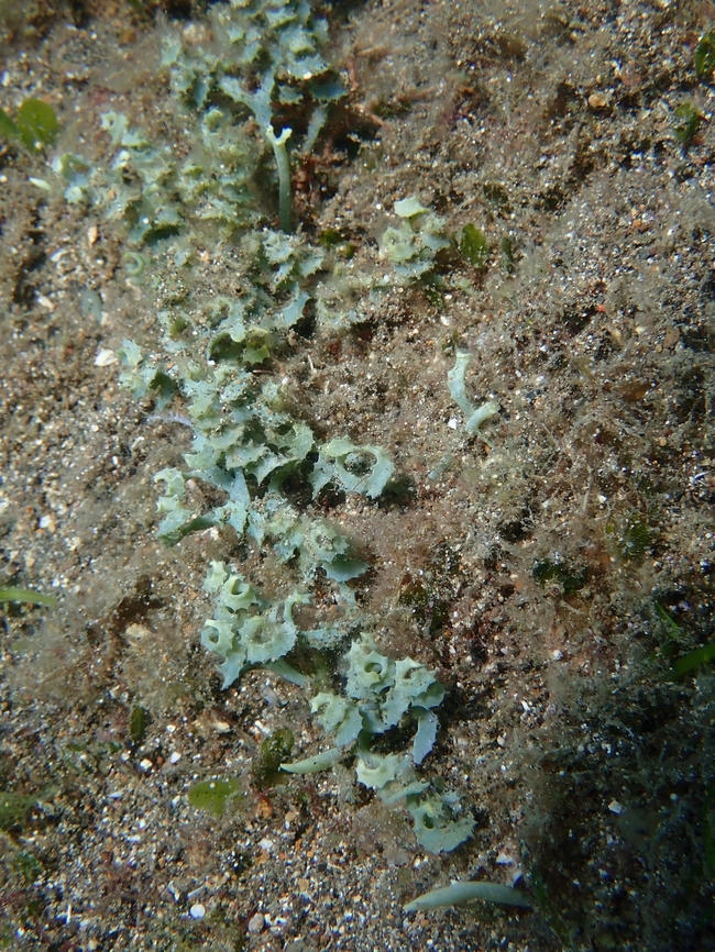 Sea Algae - Caulerpa serrulata This Sea Algae are single celled organism.       Anilao,Batangas,Caulerpa serrulata,Philippines,Sea Algae
