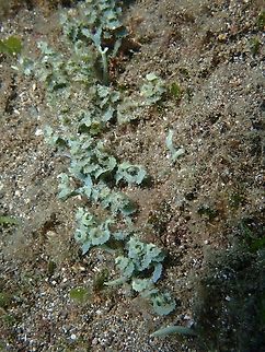 Sea Algae - Caulerpa serrulata This Sea Algae are single celled organism.       Anilao,Batangas,Caulerpa serrulata,Philippines,Sea Algae