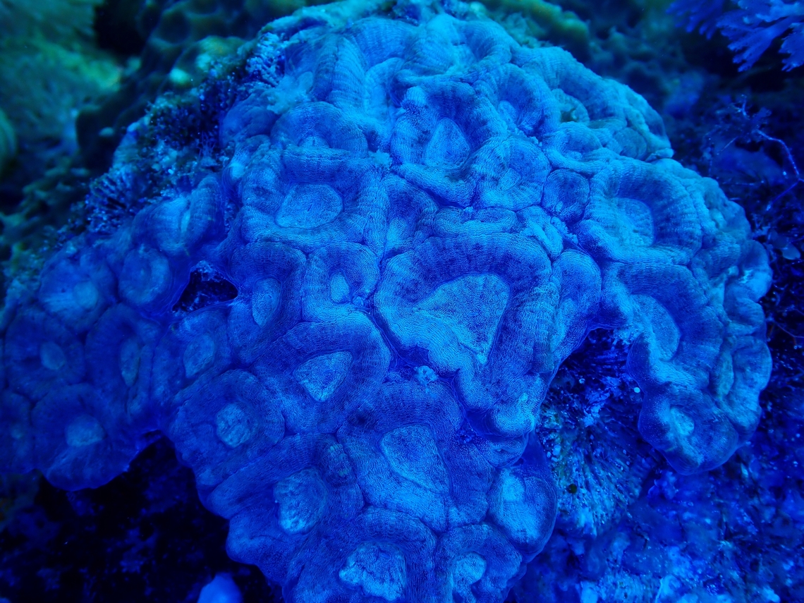 Stony Corals - Favites rotundata Stony Corals - Favites rotundata, under UV lighting.<br />
This species is listed as Near Threatened under IUCN Red List. Anilao,Batangas,Corals,Favites rotundata,Philippines,Stony Corals,Ultra Violet Light