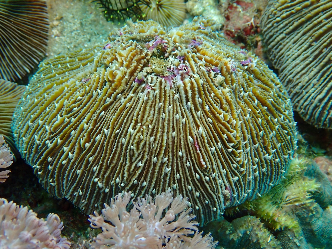 Mushroom Corals - Fungia fungites There are a few variety of Mushroom Corals, and some of them, including this one is listed as Near Threatened under the IUCN Red List. Anilao,Batangas,Corals,Fungia fungites,Mushroom Corals,Philippines,Stony Corals