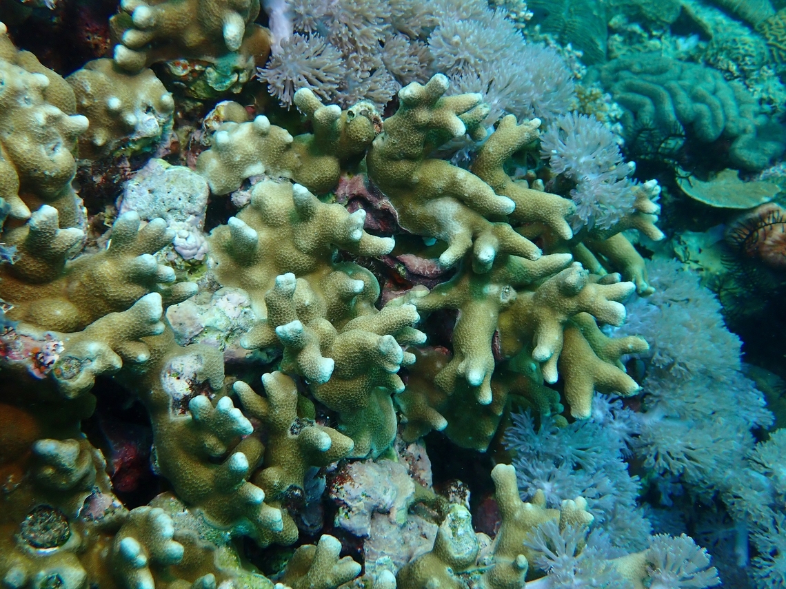 Pore Corals - Porites attenuata This species is listed as Vulnerable under IUCN Red List Anilao,Batangas,Corals,Philippines,Pore Corals,Porites attenuata,Stony Corals
