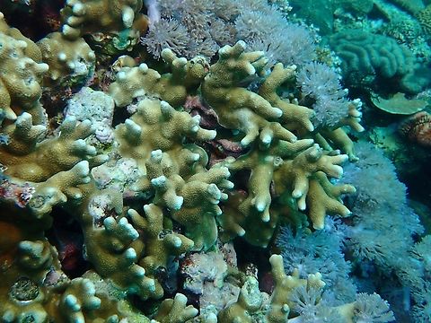 Pore Corals - Porites attenuata This species is listed as Vulnerable under IUCN Red List Anilao,Batangas,Corals,Philippines,Pore Corals,Porites attenuata,Stony Corals