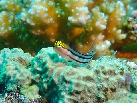 Bath's Blenny - Ecsenius bathi  Anilao,Batangas,Bath's Blenny,Blenny,Ecsenius bathi,Fish,Philippines